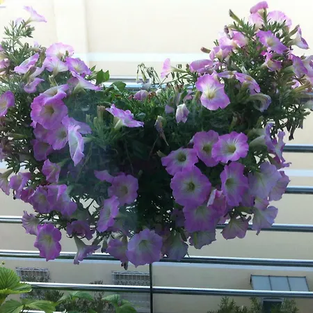 Lejlighed Rodeo Drive Viareggio