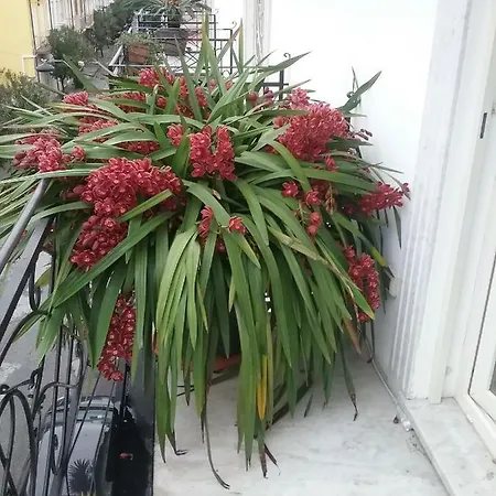 Rodeo Drive * Viareggio