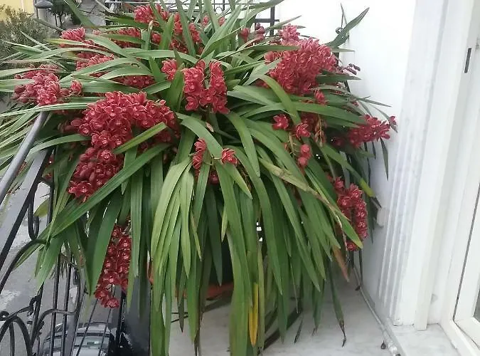 Rodeo Drive * Viareggio